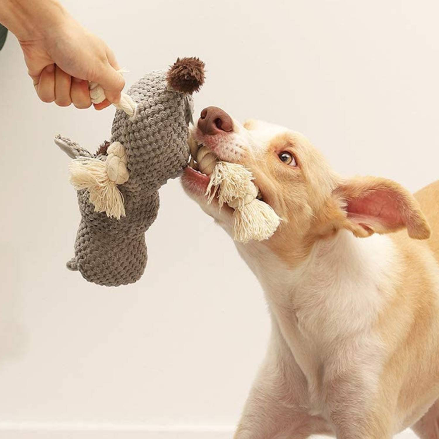 buy interactive dog chew toys